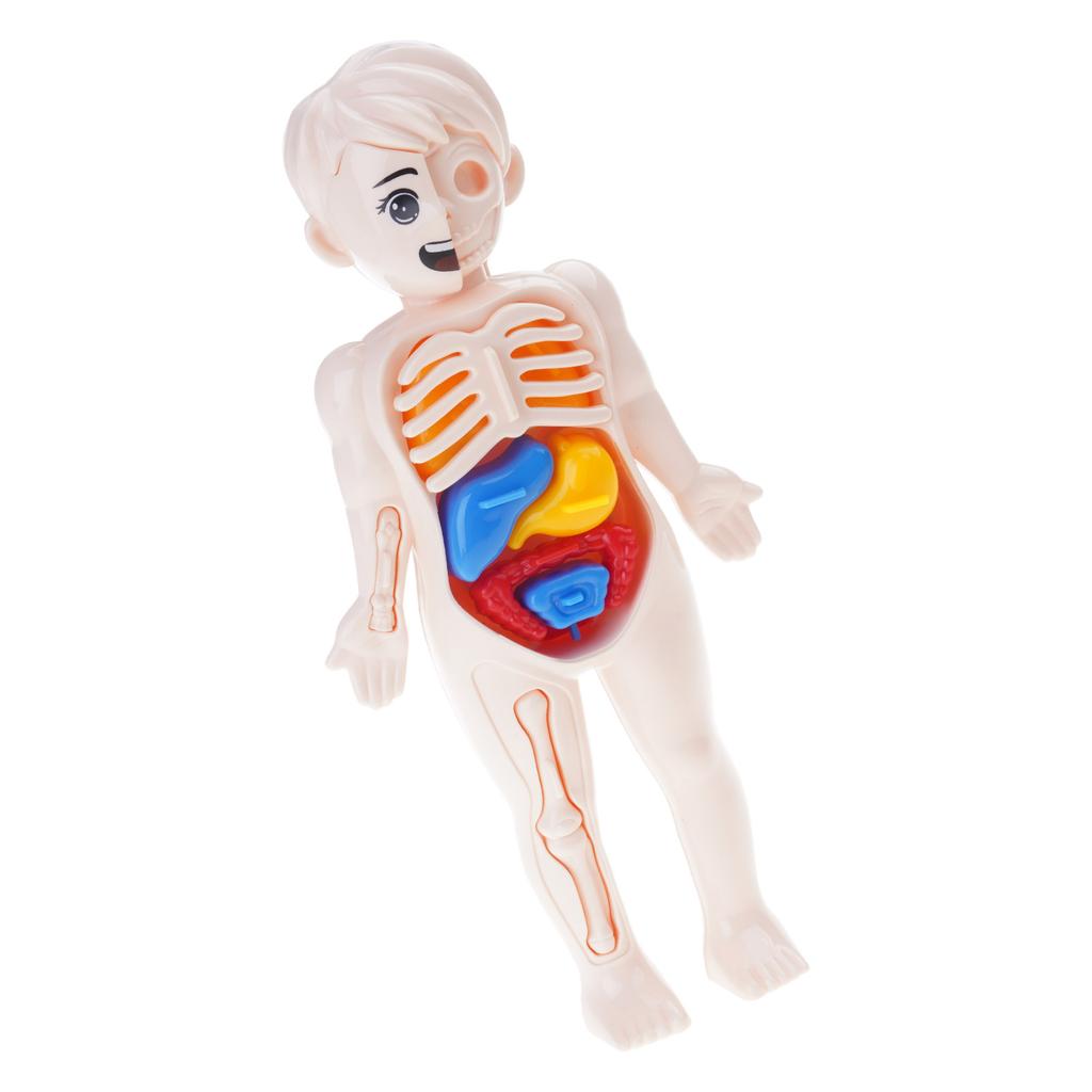 Kids Human Body Organ Assembly Science Learning Toy Hands On Anatomy Exploration STEM Educational Activity For Preschool