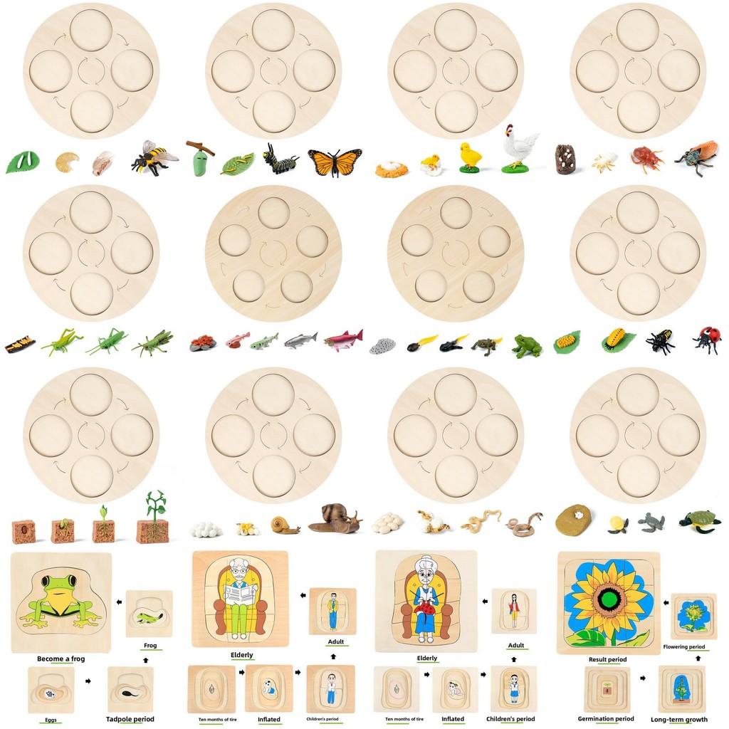Wooden Animal Kids Growth Cycle Puzzle Educational Toy For Kids Early Education