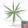 Artificial Flowers Flum 24 pcs white