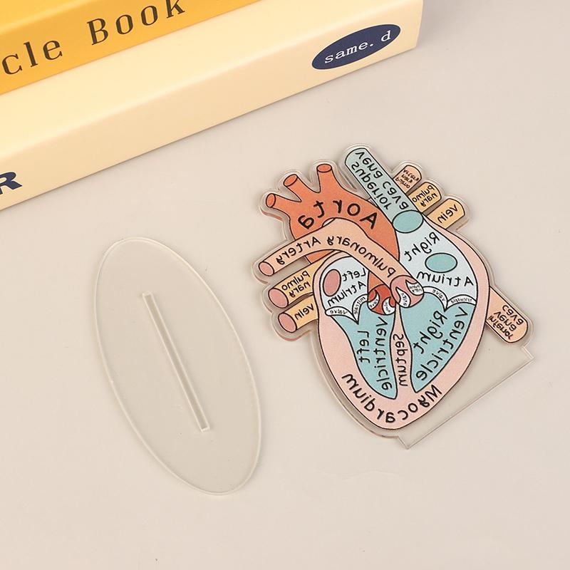 2D Heart Anatomy Acrylic Model - Educational And Decorative Teaching Tool For Home Office Classroom Clinic Medical Office