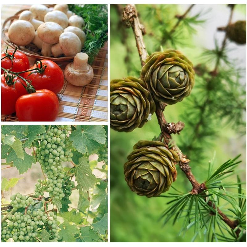 Vegetable Trimming Fruit Pruning Garden Shears Lightweight Flower Scissors For Easy Handling Detailed Plant Maintenance