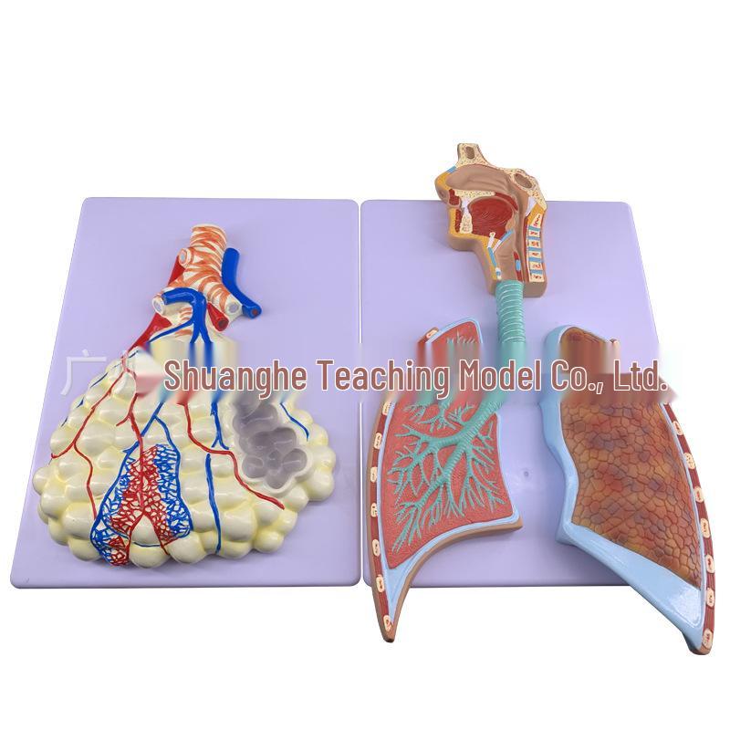 Modello Anatomico del Sistema Respiratorio Umano: Anatomia del Polmone con Alveoli Ingranditi