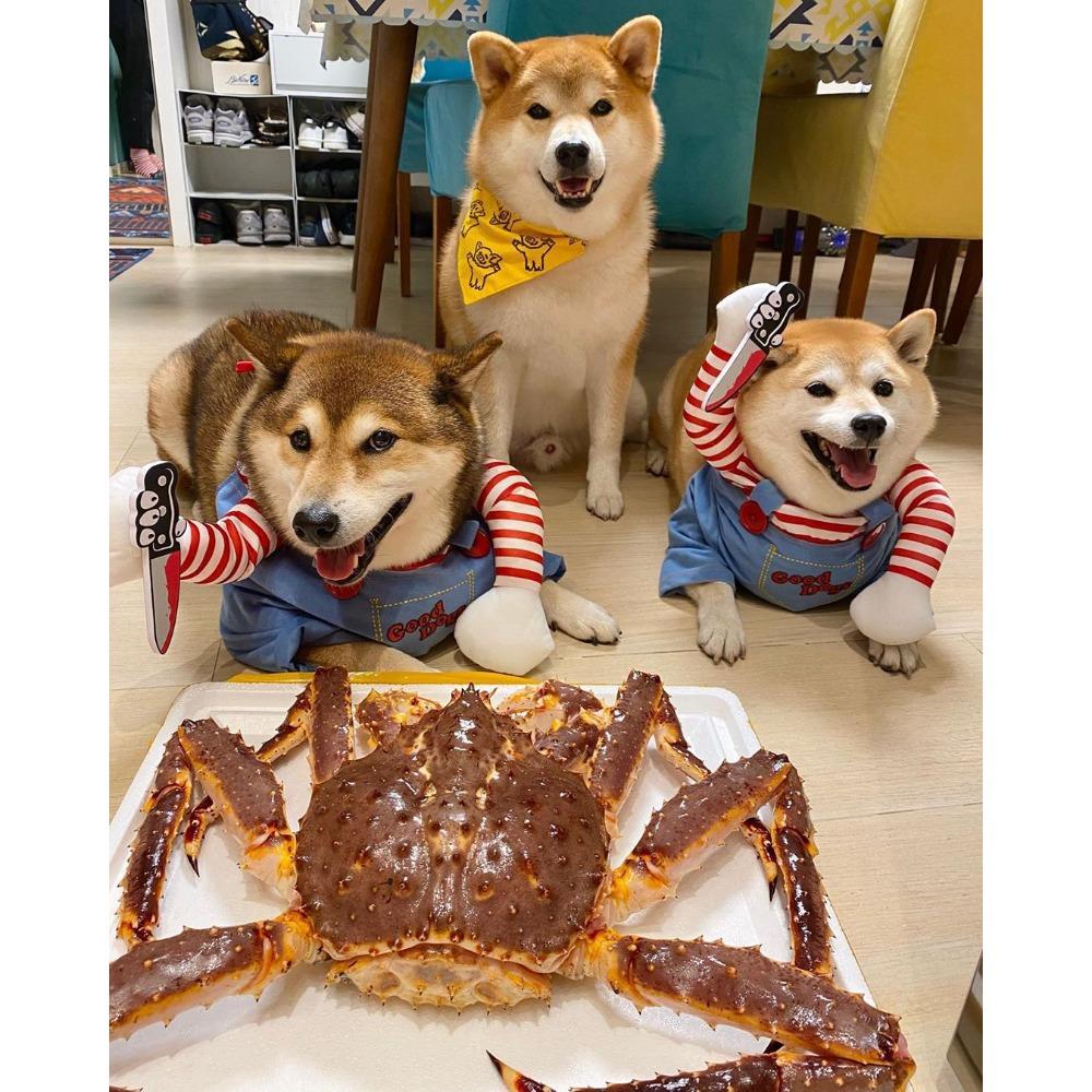 Halloween Internet-Berühmtheit Messerpuppe klein mittelgroßer Hund Hund lustige Verwandlung Katze Haustier Kleidung Zubehör