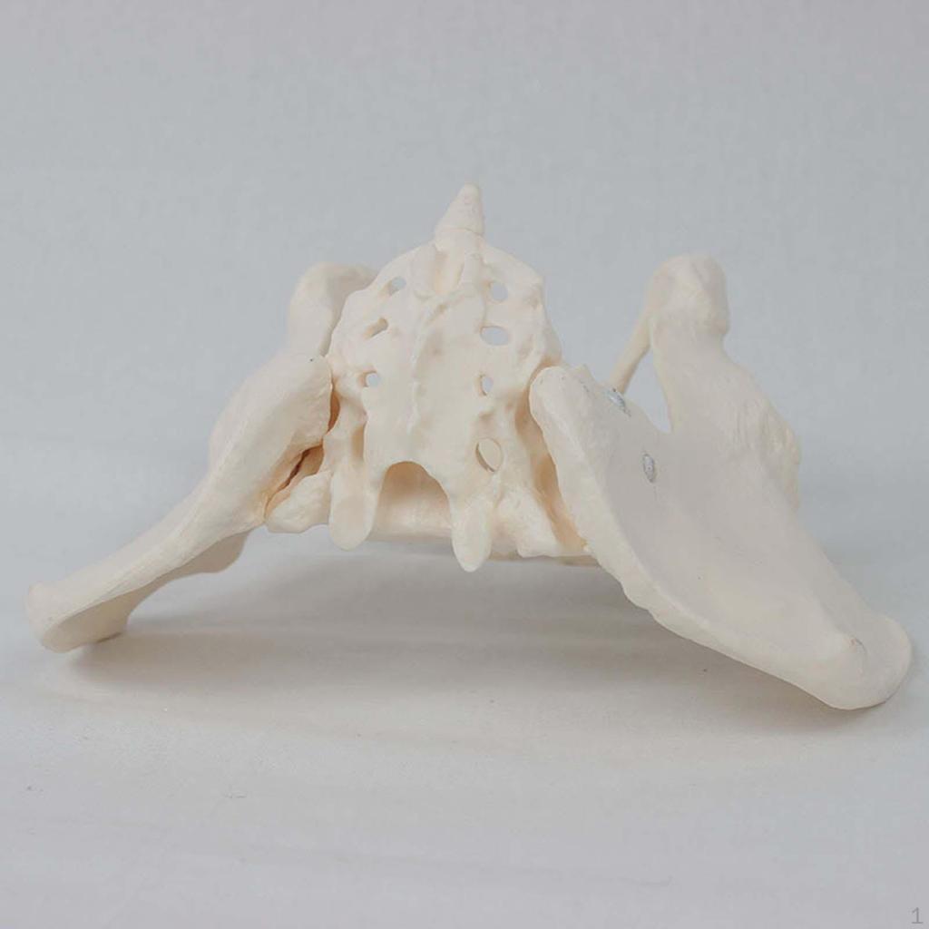 Female Pelvis Model Hip Skeleton Medical Model, for Display Gynecology