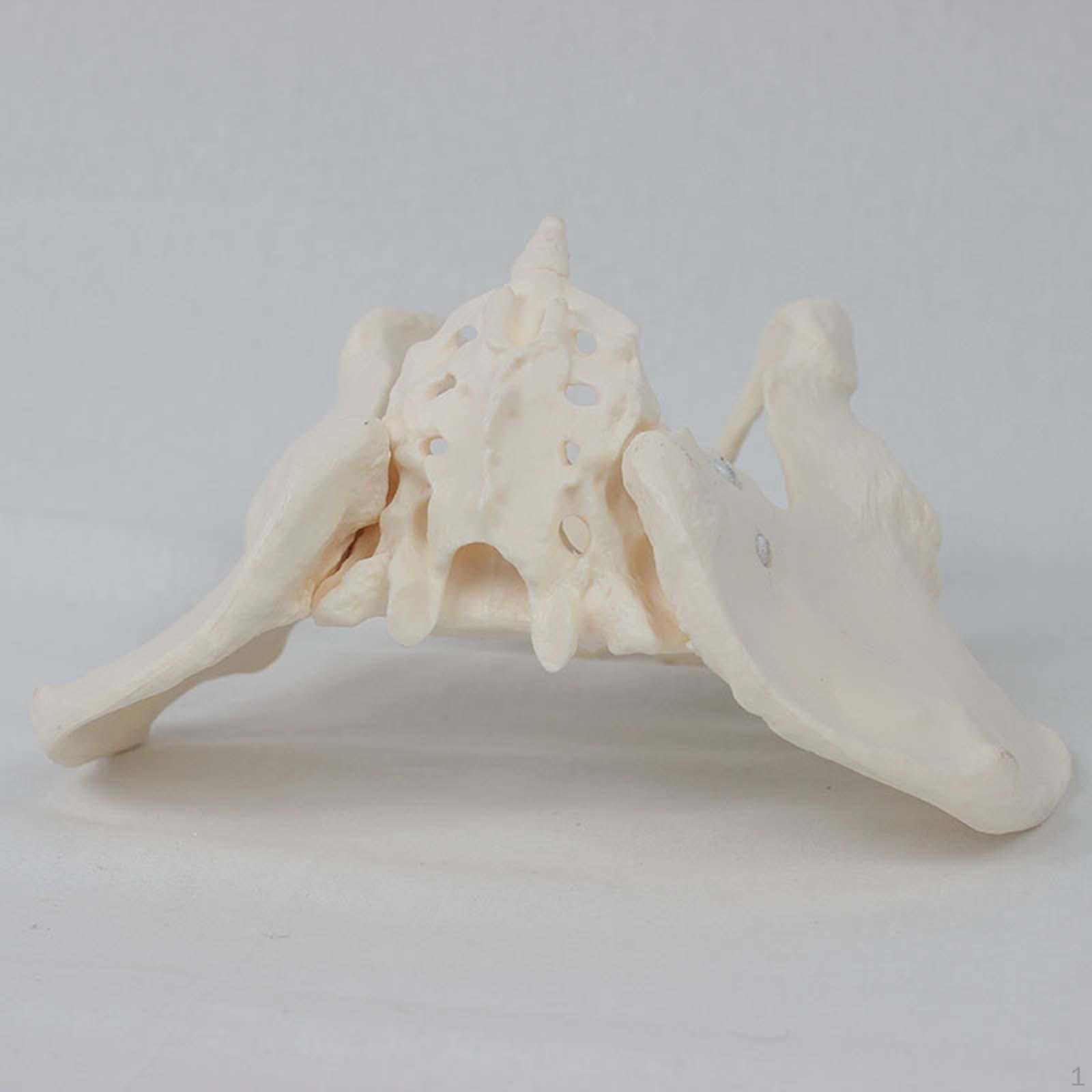 Female Pelvis Model Hip Skeleton Medical Model, for Display Gynecology