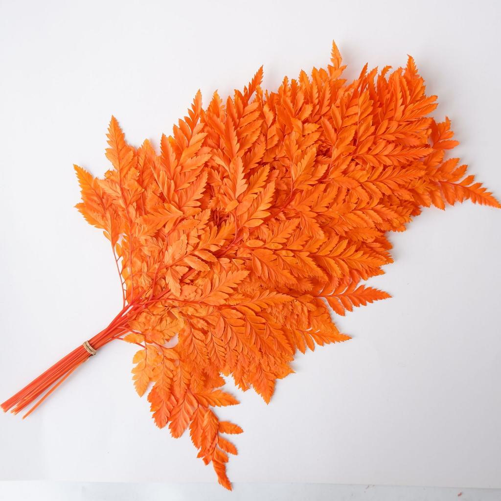 Eternal Alpine Fern Golden Alpine Fern Leaf Immortal Flower Dried Flower Bouquet Wedding Decoration With Grass