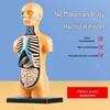 DIY Human Body Skeleton Model Set for Science Education