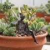 Flower Fairy Garden Statues Ornaments, Resin Miniature Figurines with Butterfly Wings for Pastoral Style Sculptures Indoor Outdoor Decor, Waterproof