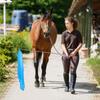 10Pcs Equestrian Training Flags Equestrian Training Equipment