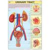 Hp20S | Teachingnest | Urinary Tract Chart 70X100 Cm | English | Human Physiology Chart | Synthetic | Wall Sticking [Wall Chart] Teachingnest And Huma