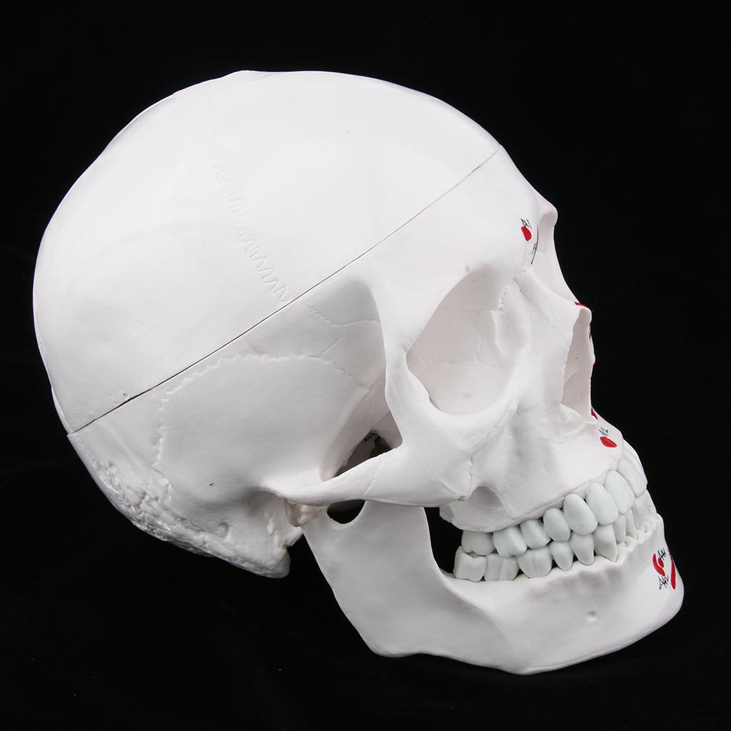 Brain Head and Muscle of Skull Model