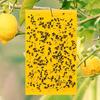 Double-Sided Yellow & Blue Sticky Trap for Flying Insects - Thrips, Flowers, and Plants Essential