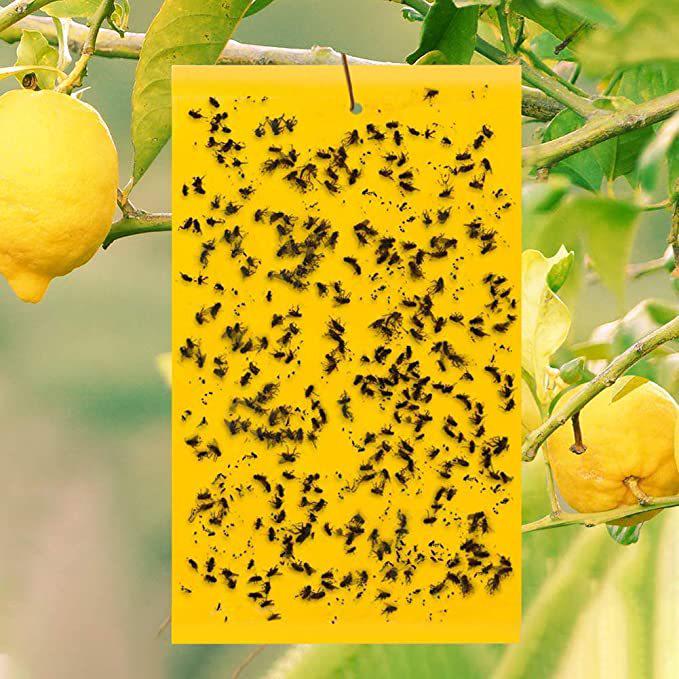 Double-Sided Yellow & Blue Sticky Trap for Flying Insects - Thrips, Flowers, and Plants Essential
