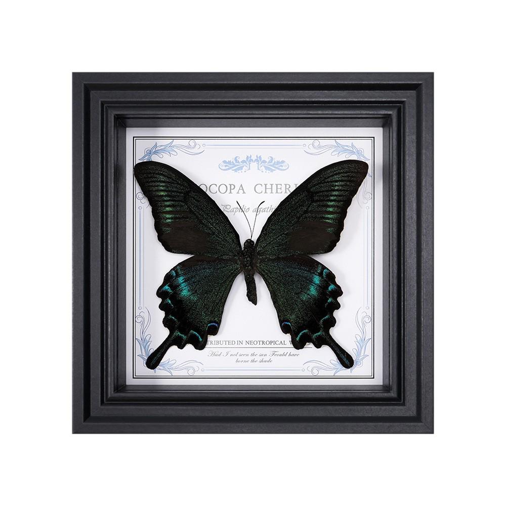 Wall-Mounted Butterfly Specimen Photo Frame: Home Decor & Gift for Valentine's Day, Qixi, Birthday, Couples & Insect Lovers