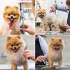 Pet Grooming Scissors Round Head Professional Stainless Steel Dog Hair Scissors Durable Pet Shears Animal Cutting Portable Set