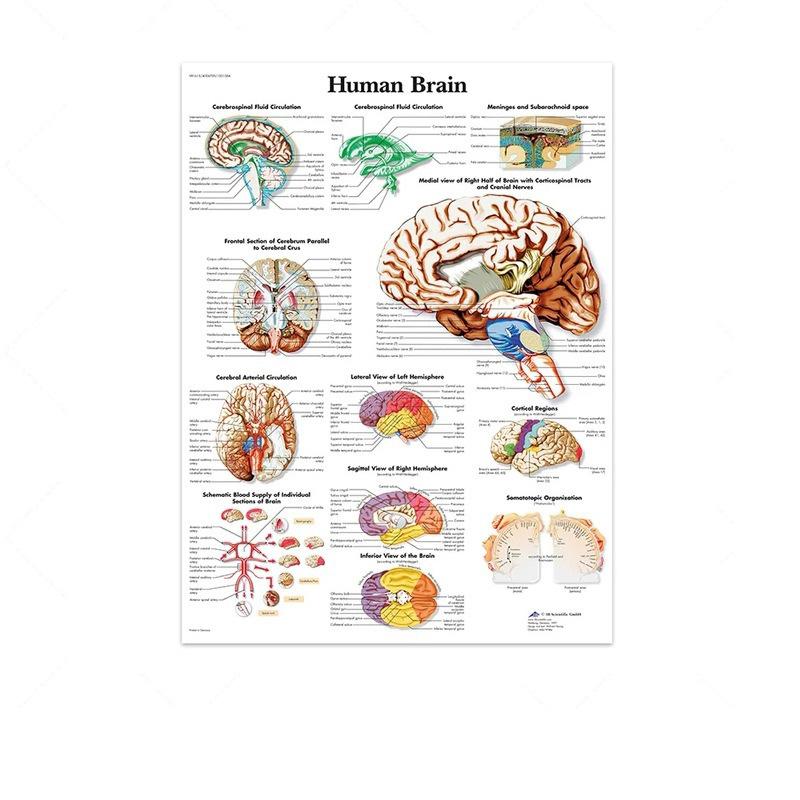 Science Wall Art Muscle System Human Anatomy Diagram Medical Education Supplies HD Oil On Canvas Posters And Prints Home Decor