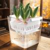 4 Compartimente Plastic Autoirigant Lalele Bulbi Ghivece Plantare Hidroponic Transparent Fără Sol Ghiveci Seră Flori Coș Suport Respirabil