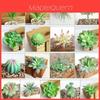 Vibrantly Colored Artificial Succulent Diy Faux Plant For Lifelike Garden Decor