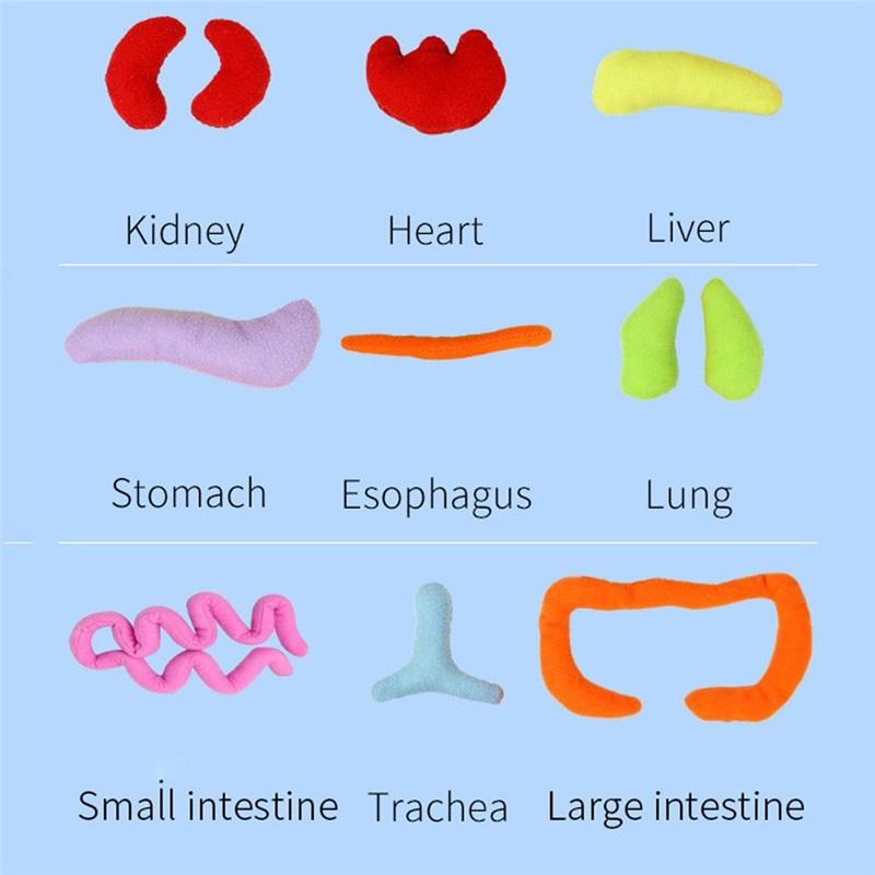 Human Body Model Anatomy Doll Soft Doll Toy Anatomical Medical Internal Organs Awareness Learn Early Education Toy For Preschool