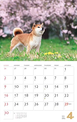 Calendar 2023 Shiba Inu (Month Flip/wall Hanging) (Yamakei Calendar 2023)