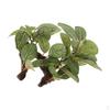 Aquarium Plants Ornament Terrarium Vine Decor ,Gecko