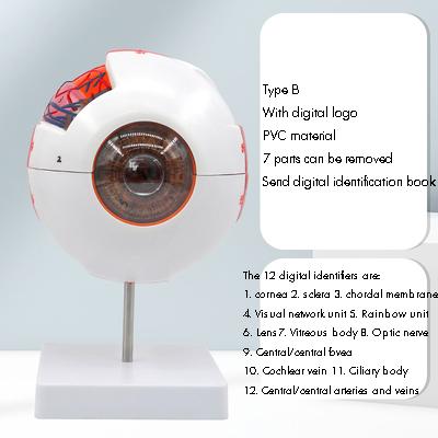 Eyeball Model Anatomical Eyeball Model Medical Learning Aid Teaching Instrument 6X Enlarged Human Eye Anatomical Model