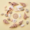 Natural Mixed Shell Conch Jewelry & Fish Tank Decorations