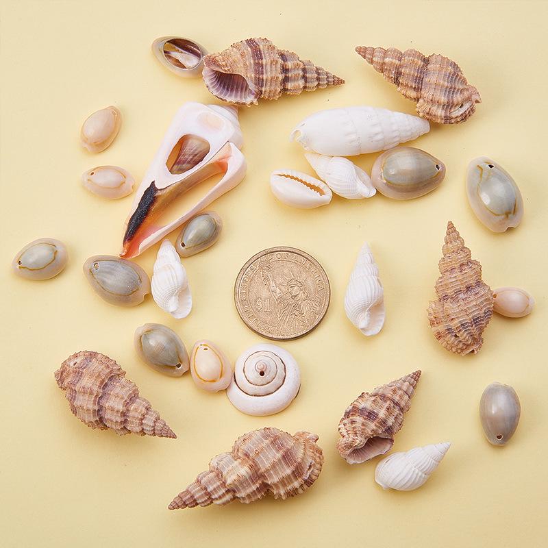 Natural Mixed Shell Conch Jewelry & Fish Tank Decorations