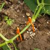 50Pcs Plant Clips Stolons Fixture Clamp Farming Strawberry Forks