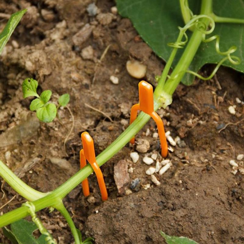 50Pcs Plant Clips Stolons Fixture Clamp Farming Strawberry Forks