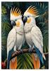 Poster Two Parrots