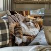 2D flat- Cozy Sleeping Fluffy Tabby Cat Throw Pillow Cover Warm Home Decor Cushion Case for Sofa Bedroom