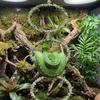 Reptiles Climbing Rings Toy Tanks Playgrounds Equipment Exercise Enriching Toy For Lizards Terrarium Habitats Decoration
