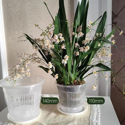 Maceta para Orquídeas Transparente Maceta para Orquídeas con Agujeros de Drenaje Fondo Elevado Transpirable Maceta Ranurada para Trasplantar Uso Interior Exterior