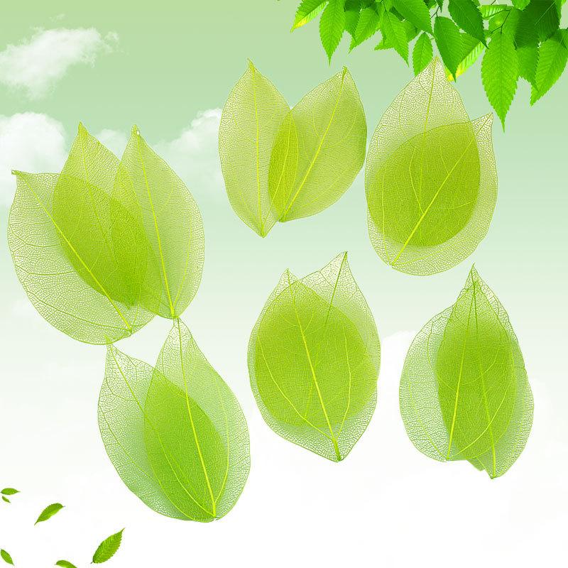 Dried Flowers Natural Skeleton Leaf Vein DIY Handmade Materials Nail Art Flowers Material for Wedding Party Home Decor-20/24pcs