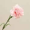 Artificial Carnation Realistic Fake Silk Flower Stem Wedding Party Indoor Outdoor Faux Flower Decoration Mother's Day Teachers' Day Gift