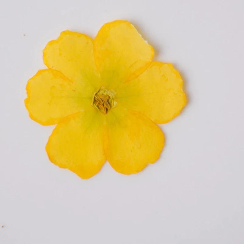 Primrose-Real Pressed Flowers Cell Phone Case for Aroma Candle Decoration, Yellow and Black, Resin, Free Shipping, 100Pcs