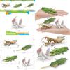 Exquisite Pvc Insect Figures Collection Including Leaf Mantis Stick Insect And Dead Leaf Mantis