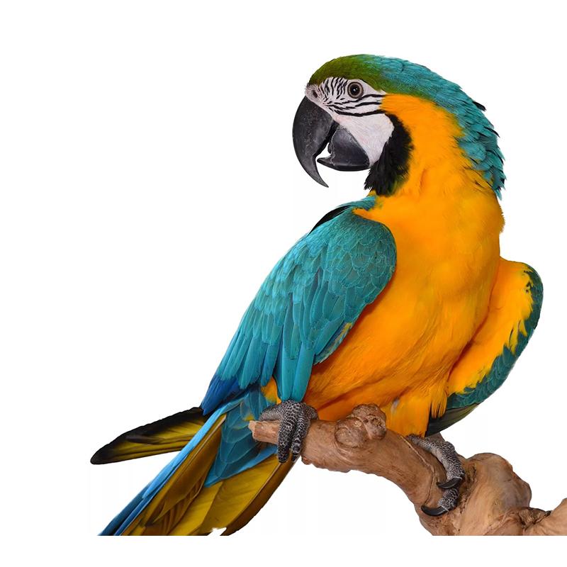 Exquisite Hand Painted Color Parrot Wall Sticker Home Decoration Decals for Bedroom Kitchen Living Room Decor Waterproof Sticker M424