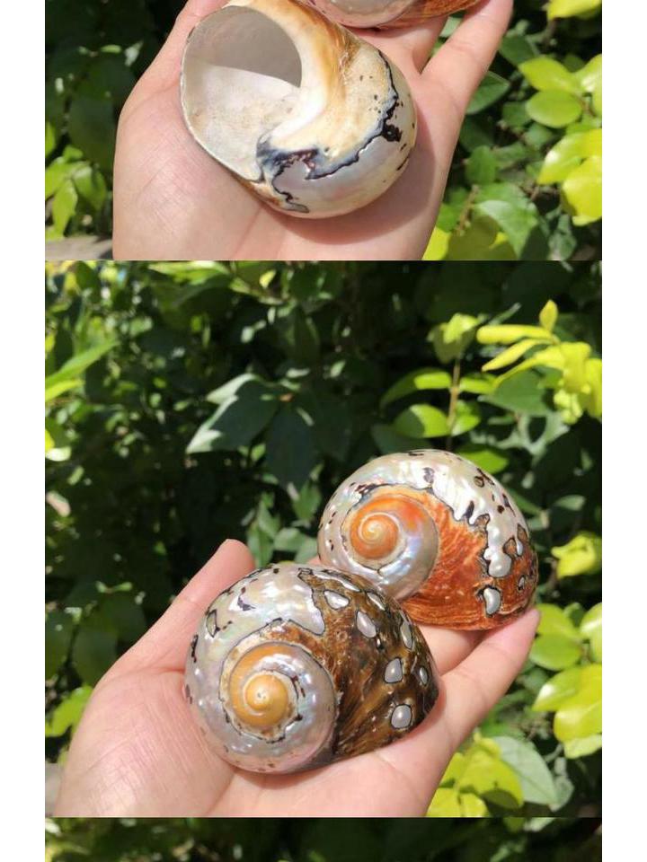 Large South African Abalone Green Seashell Ornament for Aquariums & Hermit Crabs