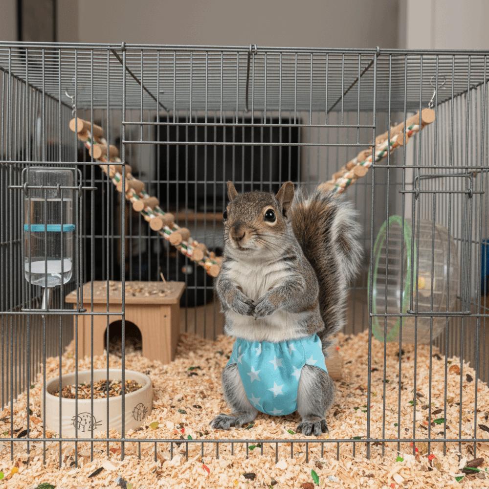 Absorbent Squirrel Diapers Adjustable Small Pet Diapers Potty Training Underwear  Rat
