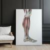 Mięśnie Podudzia Prawiej Kończyny Dolnej - Widok Boczy (Norma Lateralis) - Plakat Anatomiczny Mięśnie Podudzia Prawiej Kończyny Dolnej - Widok Boczy (