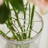 Thickened Hydroponic Flower Vase Creative Clear Cylinder Vase  Wedding Centerpieces