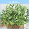 Synthetic Eucalyptus Globulus Branch Foliage For Event Home And Outdoor Decoration