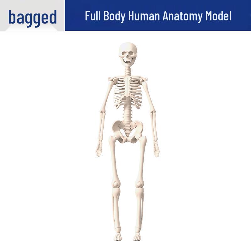 Children s Educational Anatomy Model: Human Skeleton and Organs