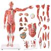 EVOTECH Human Muscle and Organ 27 Parts Muscle System Model with Removable Human Muscle Anatomy Model with Poster for Medical Physiology Research and
