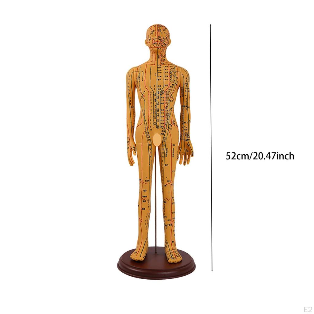 Advanced Human Anatomy Model with Color-Coded Guides for Learning