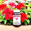 Kroeger Herb Original Wormwood Combination Veggie Capsules, (1Unit-100Count)