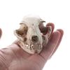 Scary Animal Skull Ornament Funny Cat Skull Statue Artificial Skull Head  Halloween Decor Gifts