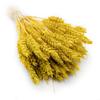 Dried Wheat - Yellow